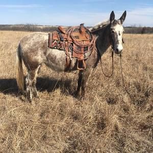 Meet your Posher, Jamie